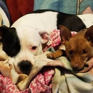 Meet your Posher, Patty